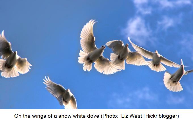 On the wings of a snow white dove - Liz West - flickr blogger
